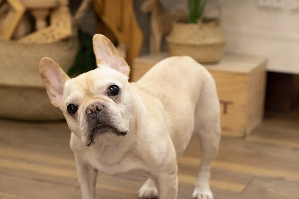 店犬法鬥「米漿」站在木地板上歪頭望向鏡頭